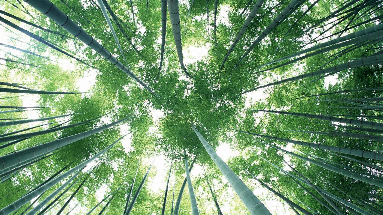 专业刷粉网站-必须哥