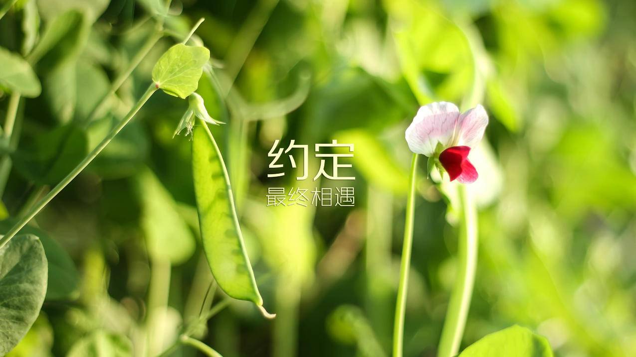 QQ业务卡盟,神奇工作室,快手低价刷僵尸粉,qq代刷网秒赞平台
